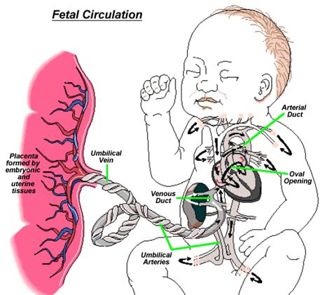 doppler maternaler gefäße|Novel Method for Fetal and Maternal Heart Rate ...